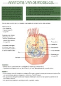 De anatomie van de model cel