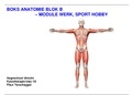 Uitwerking BOKS anatomie blok B (WSH) - fysiotherapie HU