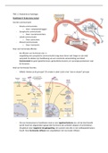 Samenvatting TAB 1.1. Anatomie: endocrien stelsel