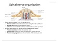 BIOL 1334 Unit 4 Spinal nerve organization (Latest-2020) Human anatomy and physiology University of Houston 100% Correct Answers, Download to Score A