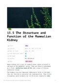 A Level Biology OCR A - The Structure and Function of the Mammalian Kidney &lpar;15&period;5&rpar;