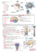 Samenvatting Neuroscience &lpar;Purves&rpar; 6e editie&colon; Anatomie