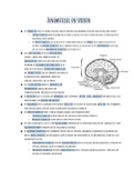 Biologie samenvatting over zenuwstelsel en hormonen, 6vwo Biologie