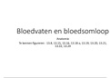 Samenvatting Anatomie Hoofdstuk 13 : "Het Cardiovasculaire Stelsel : Bloedvaten & Bloedsomloop" 