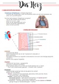 Die Anatomie und Physiologie des Herzens