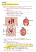   Final Exam Adult  study Renal function Overview powerpoint, study!!!EXAM!!!