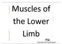 Summary  ANA 152 (Anatomy): Muscles of the lower limb