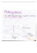 CIE A level Biology Summary Notes, Chapter 13 - Photosynthesis