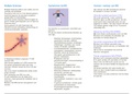 Informatie folder/verslag over Multiple Sclerose / MS (Verzorgende IG)