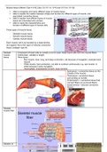 Summary lecture 3: muscle tissue (histology)