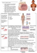 Summary lecture 4: digestive system (histology)
