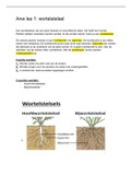 anw/biologie: wortelstelsel