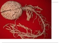 Presentatie Anatomie  zenuwstelsel 