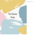 Human circulatory system 