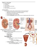 Physiology of the urinary system