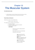 The Muscular System Class & Lab Notes