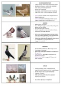 Flashcards van duivenrassen + beoordelingsleer