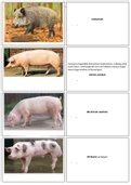 Flashcards van varkensrassen + beoordelingsleer