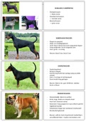 Flashcards van hondenrassen (groep 2)