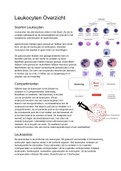 BB (Bloed en Bloedvormende Organen) Overzicht Leukocyten