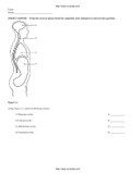 Human Anatomy & Physiology 9th Edition Elaine Test Bank