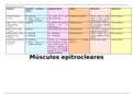 musculos del epitrocleares