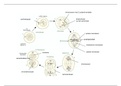 Schema: verloop van mitose en cytokinese in een dierlijke cel 