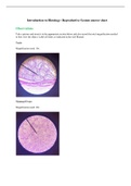 Introduction to Histology: Reproductive System answer sheet,