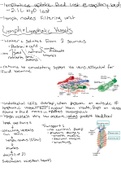 Lymph & Immune System