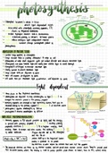 A Level Biology Notes - Ch13: Photosynthesis