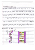 DNA and DNA replication notes