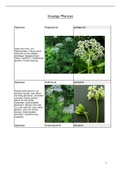 Tabelle der Prüfungspflanzenliste, krautige Pflanzen und Gehölze, Pflanzenökologie II