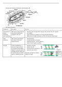 Structure and Function of Prokaryotic and Eukaryotic Cells and Microscopy