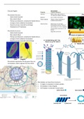 Eukaryotic Cilia and Flagella AND Cytoplasmic Membranes and Mitochondria