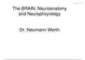 The BRAIN&colon; Neuroanatomy and Neurophysiology