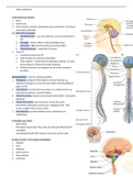 Central and Autonomic Nervous System