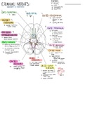 Cranial Nerves Function and Location