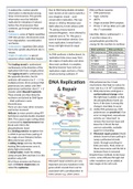 DNA replication, repair and PCR