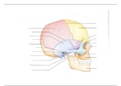 BW: schedels samenvatting