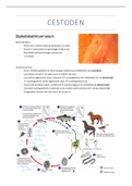 Samenvatting Cestoden Parasitologie