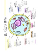 Esquema de la célula animal