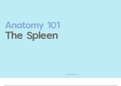 Anatomy 1: The Spleen