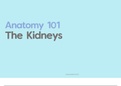 Anatomy 1: The Kidney