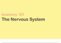 Anatomy 1: Introduction to The Nervous System