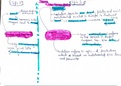 Notes for the chapter THREE ORDERS /easy and effective notes in mind maps form 