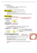 nervous system microanatomy