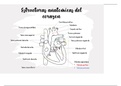 Estructura del corazón 