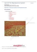 Exam (elaborations) BIOL202LBIO 202L Lab 18 Worksheet- The Reproductive System 