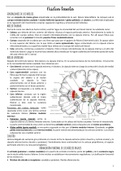 Núcleos basales y diencéfalo - Neuroanatomía