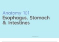 Anatomy 1: The Stomach and Intestines 